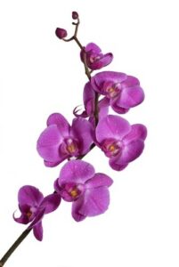 orchidee violet