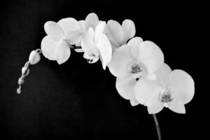 fleurs blanches