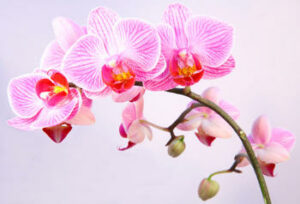 orchidee phalaenopsis